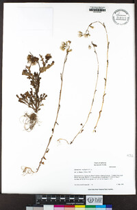 Senecio vulgaris image