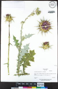 Silybum marianum image