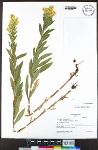 Solidago elongata image