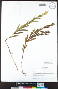 Solidago elongata image