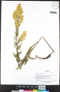 Solidago elongata image