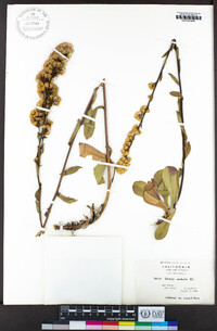 Solidago spathulata image