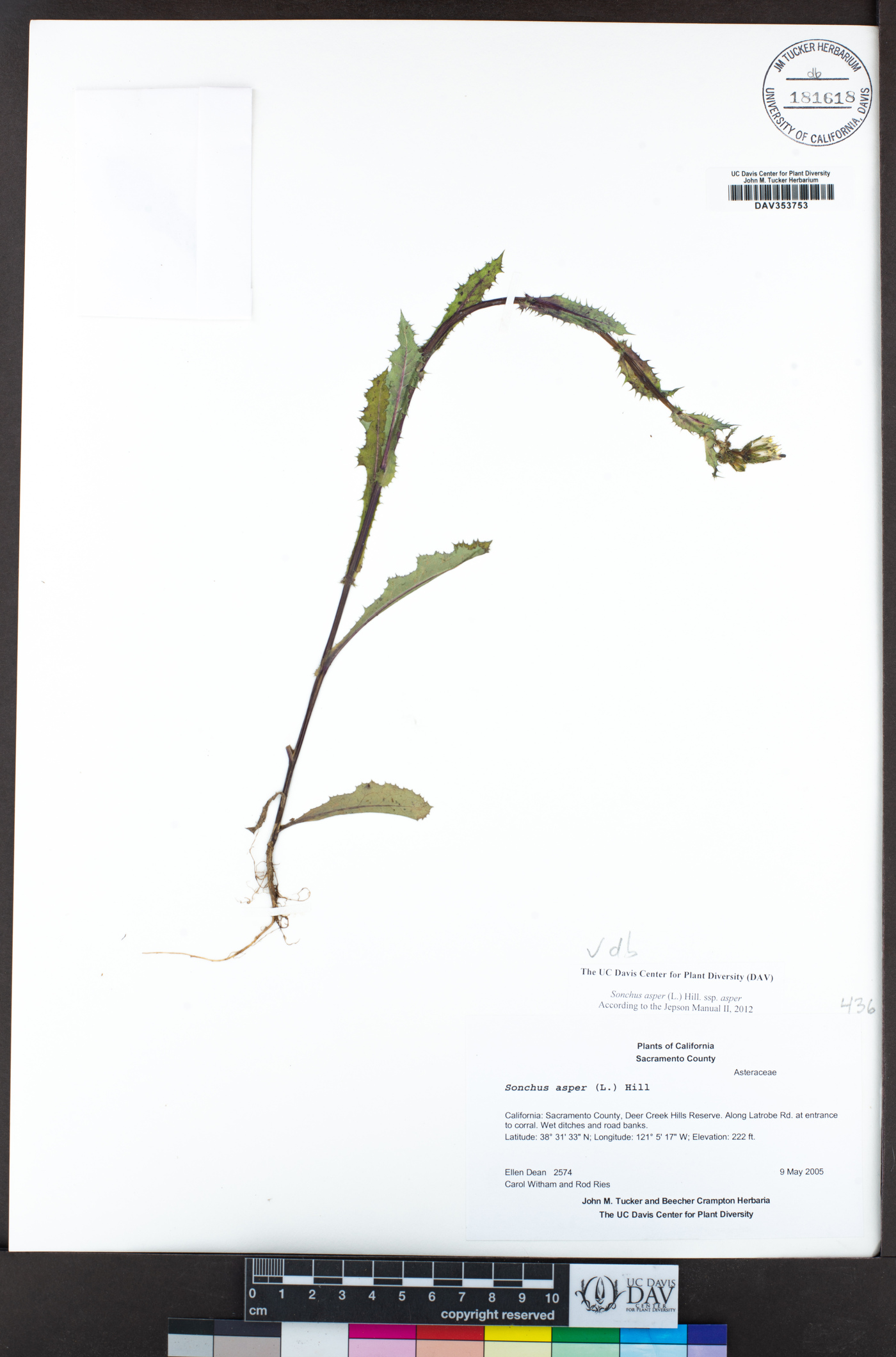 Sonchus asper image