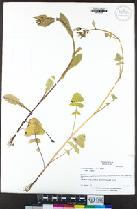 Sonchus asper subsp. asper image