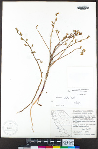 Stephanomeria elata image