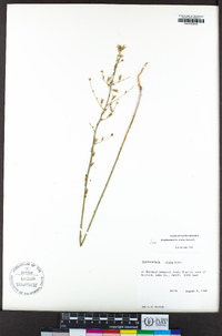 Stephanomeria elata image