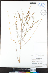 Stephanomeria exigua subsp. coronaria image