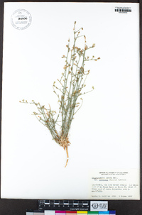 Stephanomeria exigua subsp. coronaria image