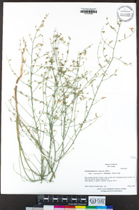 Stephanomeria exigua subsp. coronaria image