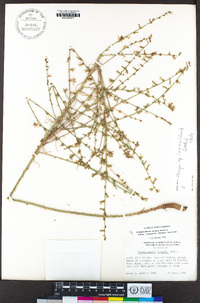 Stephanomeria exigua subsp. coronaria image