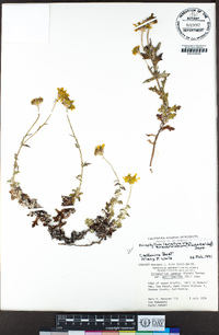 Eriophyllum lanatum var. arachnoideum image