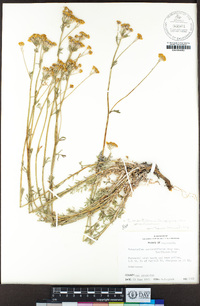 Eriophyllum confertiflorum var. confertiflorum image