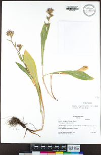 Eurybia integrifolia image