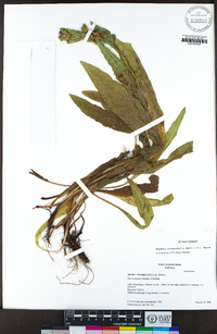 Eurybia integrifolia image