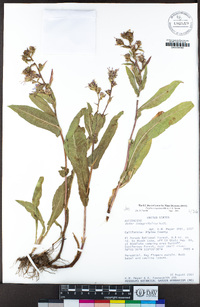 Eurybia integrifolia image