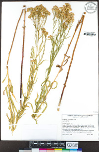 Euthamia occidentalis image