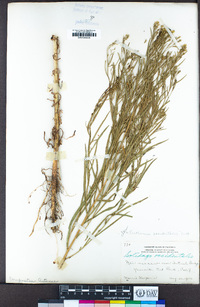 Euthamia occidentalis image