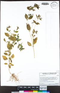 Mercurialis annua image