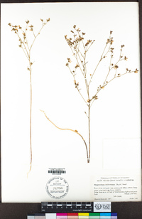 Hesperolinon californicum image