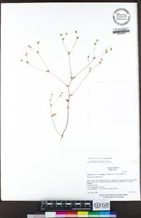 Hesperolinon drymarioides image