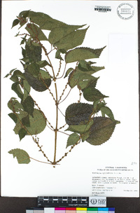 Boehmeria cylindrica image