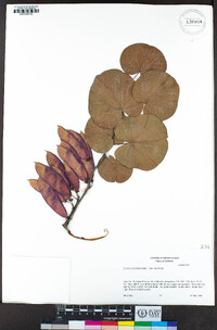 Cercis occidentalis image