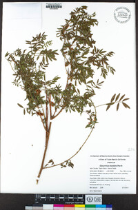 Glycyrrhiza lepidota image