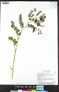 Hosackia stipularis image