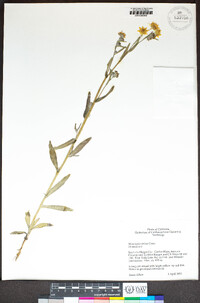 Monolopia stricta image