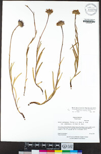 Oreostemma alpigenum var. andersonii image