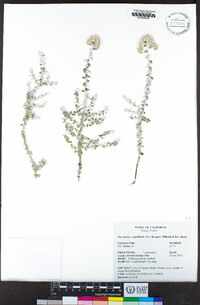 Plecostachys serpyllifolia image