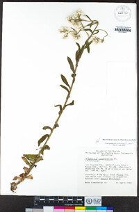 Pseudognaphalium californicum image