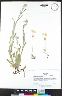 Pseudognaphalium luteoalbum image