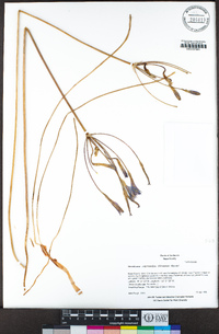 Brodiaea leptandra image