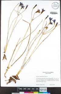 Brodiaea appendiculata image