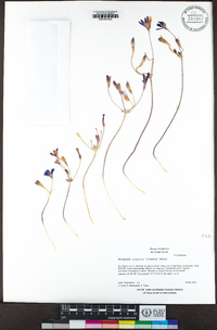 Brodiaea orcuttii image