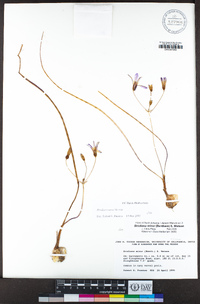 Brodiaea nana image