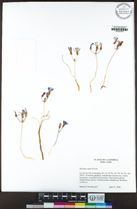 Brodiaea nana image