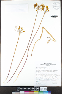 Bloomeria crocea image