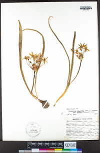 Triteleia ixioides subsp. scabra image