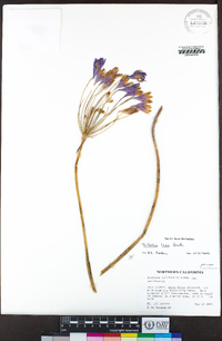 Triteleia laxa image