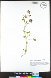 Trifolium willdenovii image