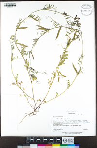 Vicia sativa subsp. nigra image