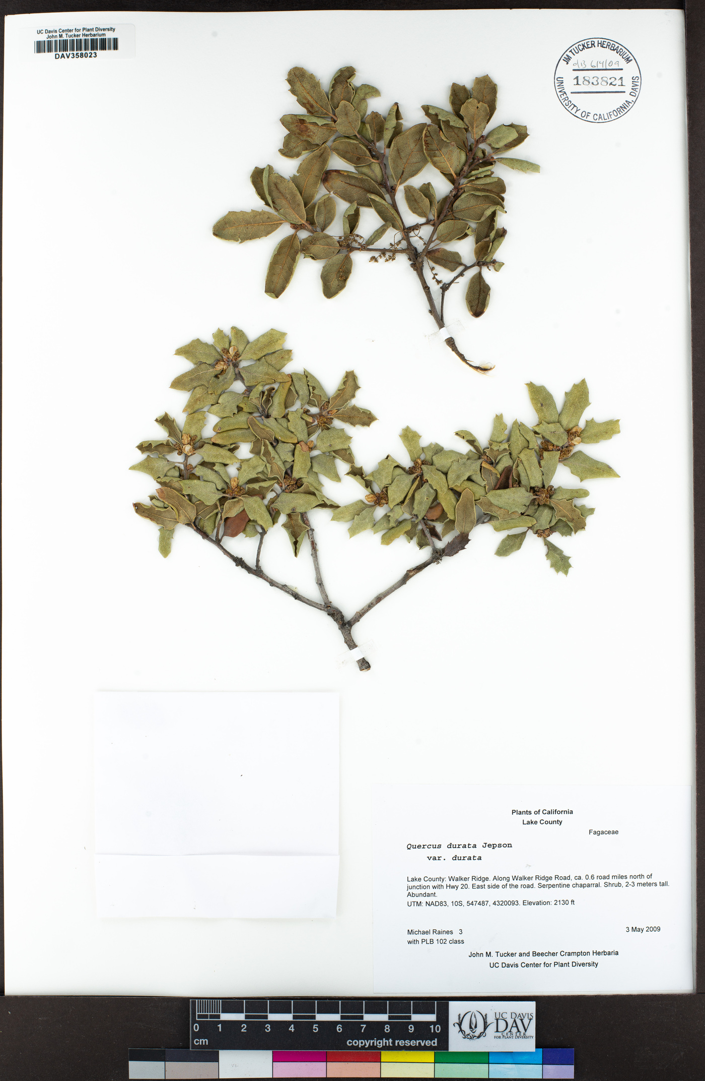 Quercus durata var. durata image