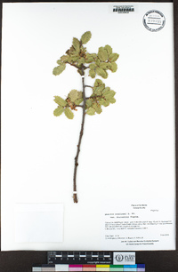 Quercus wislizeni var. frutescens image