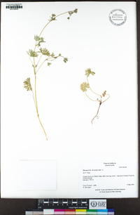 Geranium dissectum image