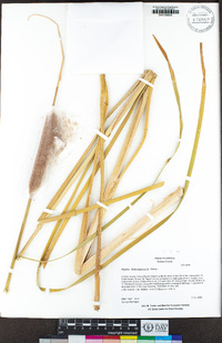 Typha domingensis image