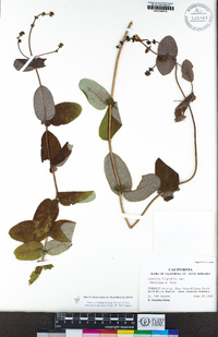 Lonicera hispidula image