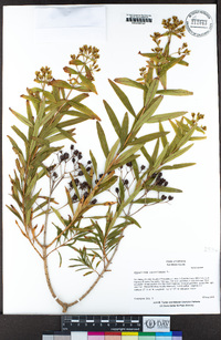 Hypericum canariense image