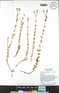 Hypericum anagalloides image